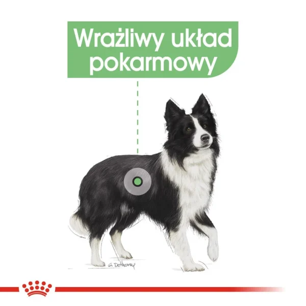 Karma sucha Royal Canin Digestive Care Medium dla psów średnich ras 12 kg — widok 4