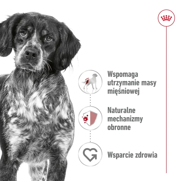Karma mokra Royal Canin Medium Adult dla psa średniej rasy 10x140 g — widok 5