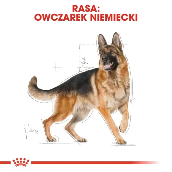Karma sucha Royal Canin German Shepherd Adult dla owczarka niemieckiego 11 kg — widok 3