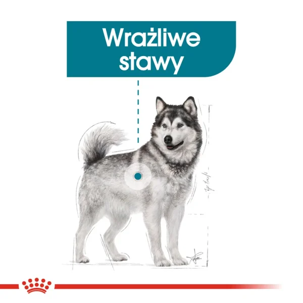 Karma sucha Royal Canin Maxi Joint Care dla dużych psów 10 kg — widok 3