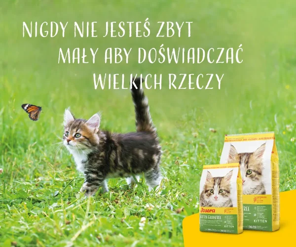 Karma sucha Josera Kitten Grainfree dla kociąt i kotek w ciąży Drób 400 g — widok 9