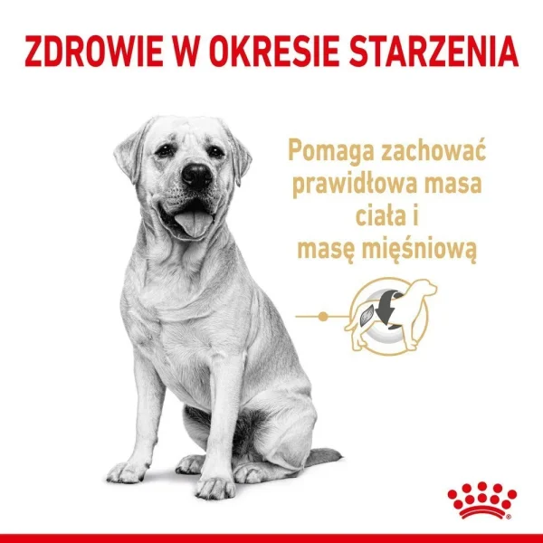 Karma sucha Royal Canin Labrador Retriever Adult 5+ dla dużych ras 12 kg — widok 3