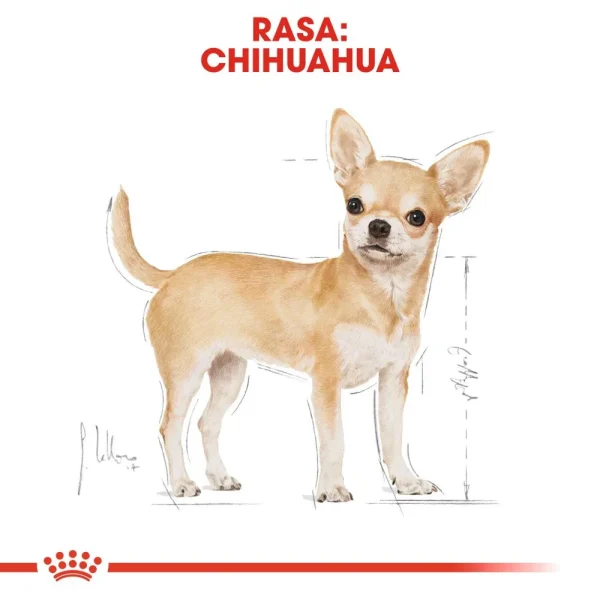 Karma mokra Royal Canin Chihuahua Adult dla psów małych ras 12x85 g — widok 3