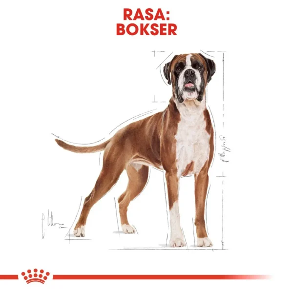 Karma sucha Royal Canin Boxer Adult dla dorosłych bokserów 12 kg — widok 10