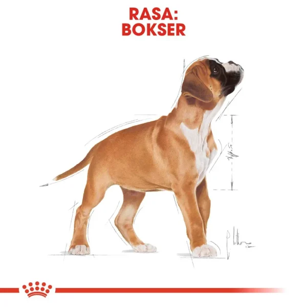 Karma sucha Royal Canin Boxer Puppy dla szczeniąt rasy Boxer 12 kg — widok 5