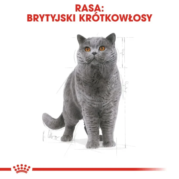 Karma sucha Royal Canin British Shorthair Adult dla kota brytyjskiego krótkowłosego 400 g — widok 2