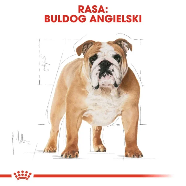 Karma sucha Royal Canin Bulldog Adult dla dorosłych buldogów 12 kg — widok 2