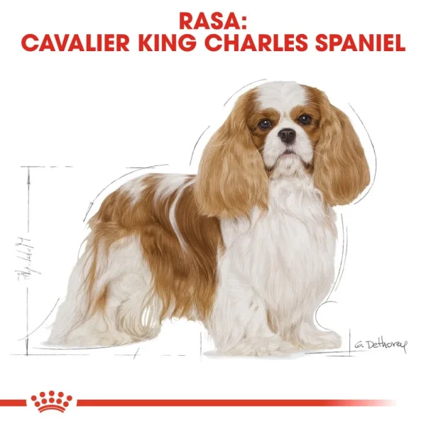 Karma sucha Royal Canin Cavalier King Charles Spaniel Adult dla małych ras 1,5 kg — widok 3