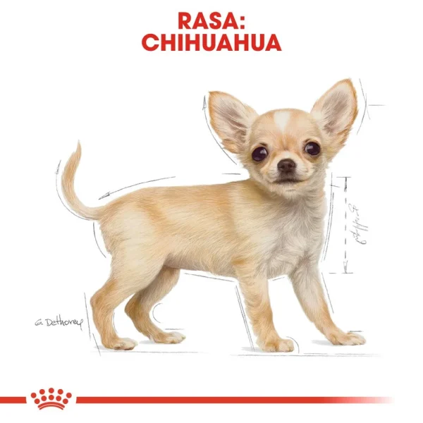 Karma sucha Royal Canin Chihuahua Puppy dla szczeniąt ras małych i miniaturowych 500 g — widok 5