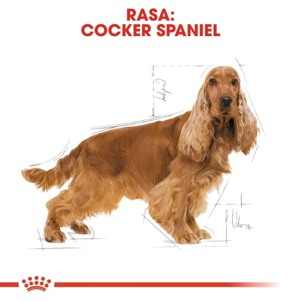 Karma sucha Royal Canin Cocker Spaniel Adult dla dorosłych cocker spanieli 12 kg — widok 2