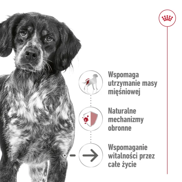 Karma sucha Royal Canin Medium Ageing 10+ dla psów ras średnich 15 kg — widok 4
