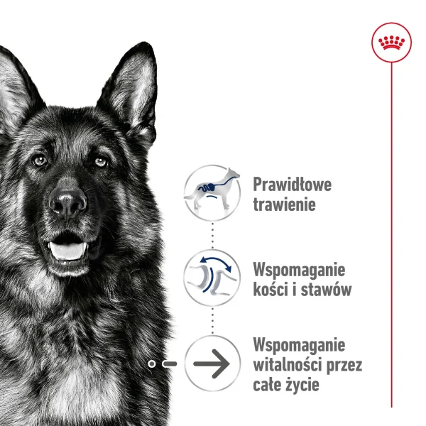 Karma sucha Royal Canin Maxi Ageing 8+ dla starszych psów dużych ras 15 kg — widok 3