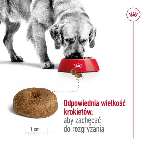 Karma sucha Royal Canin Maxi Ageing 8+ dla starszych psów dużych ras 15 kg — widok 5