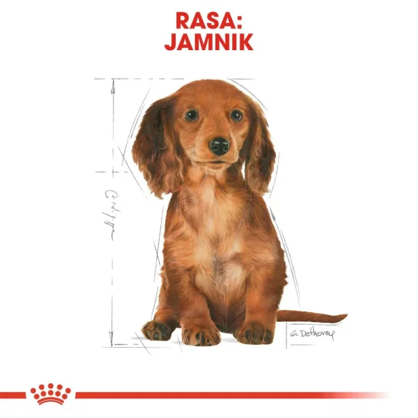 Karma sucha Royal Canin Dachshund Puppy dla szczeniąt jamnika 1,5 kg — widok 5
