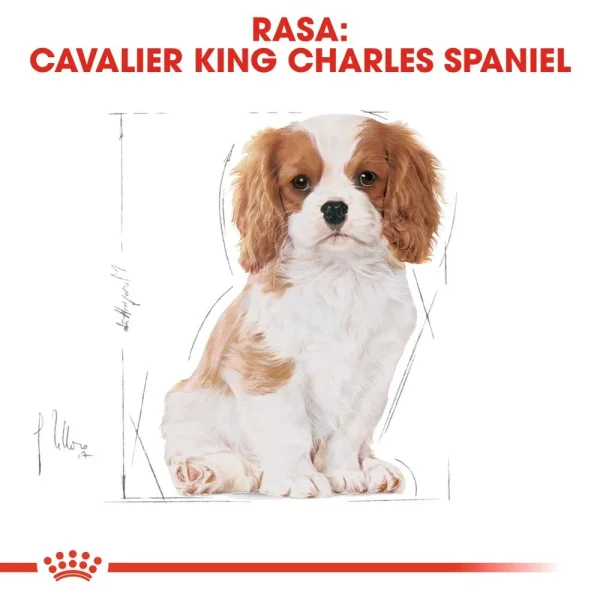 Karma sucha Royal Canin Cavalier King Charles Spaniel Puppy dla szczeniąt małych ras 1,5 — widok 5
