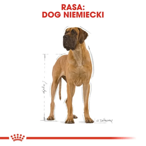 Karma sucha Royal Canin Great Dane Adult dla dorosłych psów ras olbrzymich 12 kg — widok 2