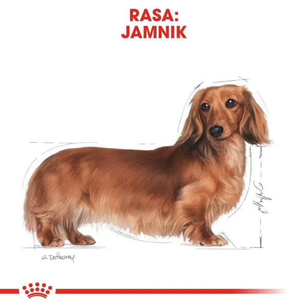 Karma sucha Royal Canin Dachshund Adult dla jamników 1,5 kg — widok 3