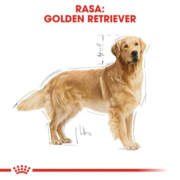Karma sucha Royal Canin Golden Retriever Adult dla dużych ras golden retriever 12 kg — widok 4