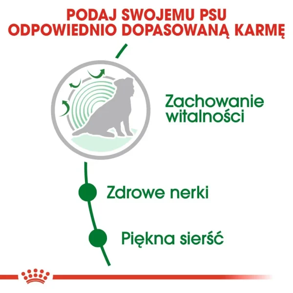 Karma sucha Royal Canin Mini Ageing 12+ dla psów małych ras powyżej 12 roku życia 3,5 kg — widok 5