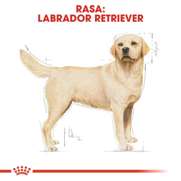 Karma sucha Royal Canin Labrador Retriever Adult dla dużych ras 12 kg — widok 3