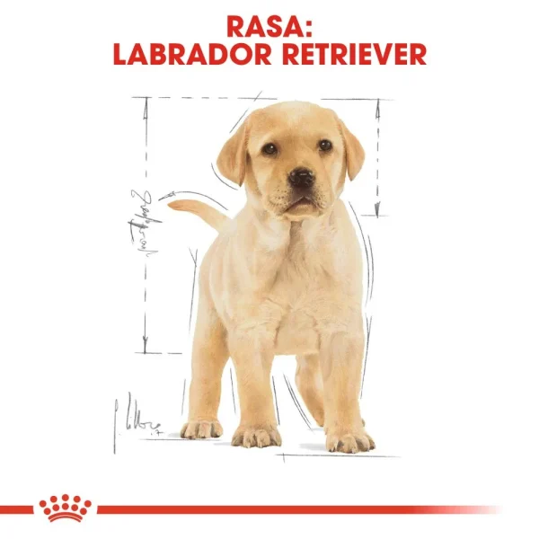 Karma sucha Royal Canin Labrador Retriever Puppy dla szczeniąt rasy Labrador Retriever 12 — widok 6