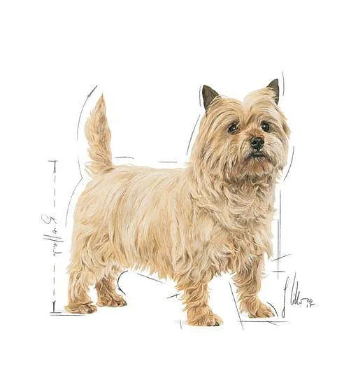 Karma sucha Royal Canin Mini Light Weight Care dla małych ras z tendencją do nadwagi 3 kg — widok 6