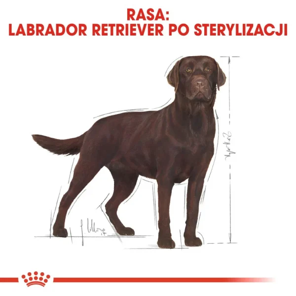 Karma sucha Royal Canin Labrador Retriever Sterilised dla dorosłych psów rasy labrador — widok 3