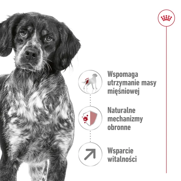 Karma sucha Royal Canin Medium Adult 7+ dla psów średnich i dużych 15 kg — widok 3