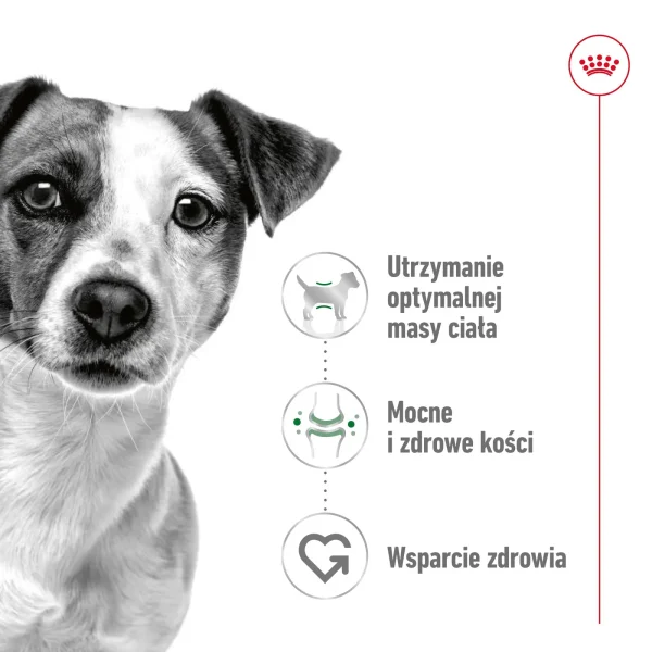 Karma sucha Royal Canin Mini Adult dla dorosłych psów małych ras 800 g — widok 5