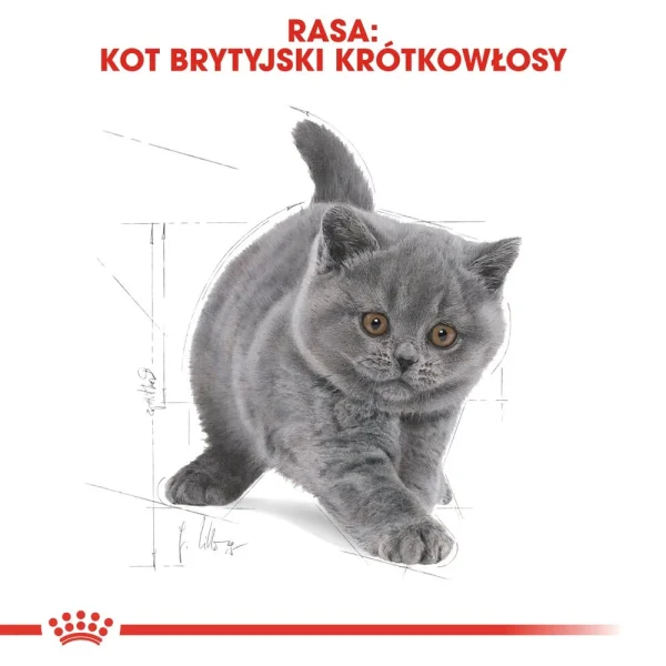 Karma sucha Royal Canin British Shorthair Kitten dla kociąt 2 kg — widok 5