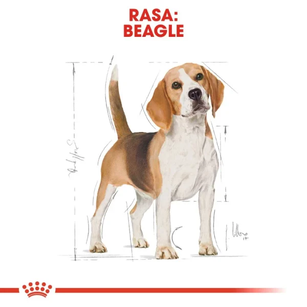 Karma sucha Royal Canin Beagle Adult dla dorosłych beagle 12 kg — widok 2