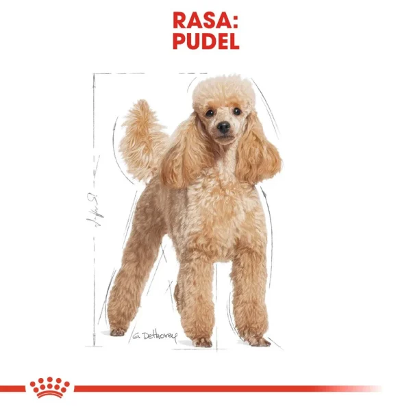 Karma sucha Royal Canin Poodle Adult dla dorosłych pudli 1,5 kg — widok 3