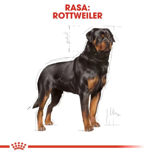 Karma sucha Royal Canin Rottweiler Adult dla dorosłych psów ras dużych i olbrzymich 12 kg — widok 2