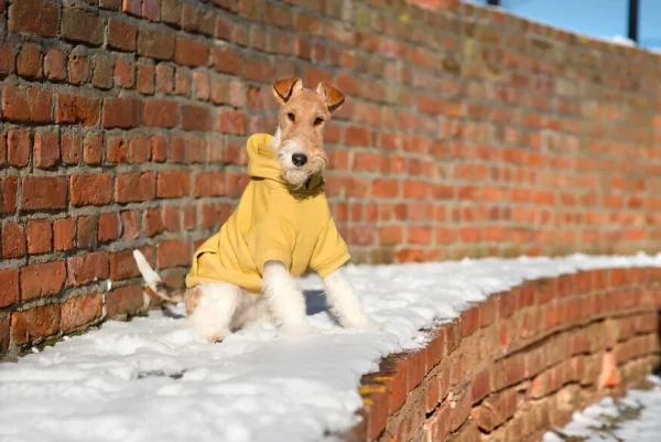 Bluza z kapturem AMIPLAY Texas — widok 5