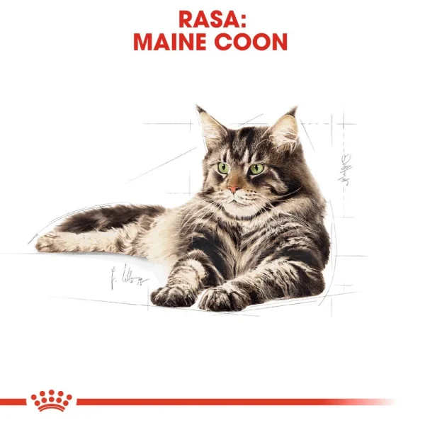 Karma mokra Royal Canin Maine Coon Adult 12x85 g — widok 2